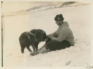 Image: MacMillan with young musk ox